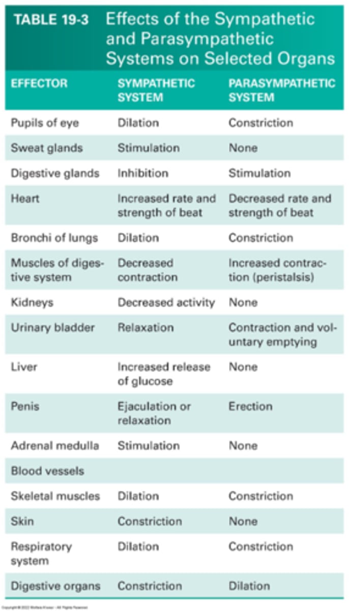 <p>Fight or flight.</p><p>Example- involuntary defecation and urination, tachycardia.</p>