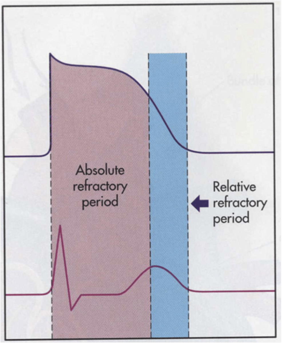 <p>What is the difference between absolute and relative refractory period?</p>