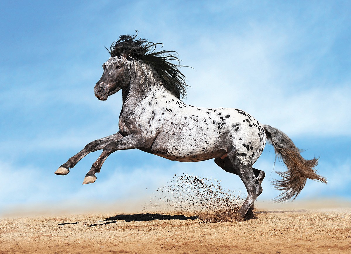 <p><strong>Appaloosa Horse</strong></p>