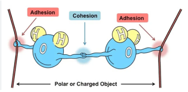 <p>attraction of molecules for other molecules of the same kind (H2O to H2O)</p><p>Hydrogen bonds between H2O molecules hold them together and increase cohesive forces</p><p>Allows for the transport of water and nutrients against gravity in plants</p><p>allows for transpiration in plants</p><p>Responsible for surface tension</p>