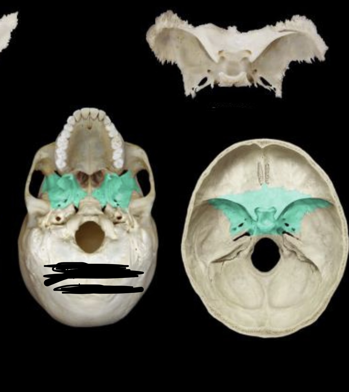 knowt flashcard image