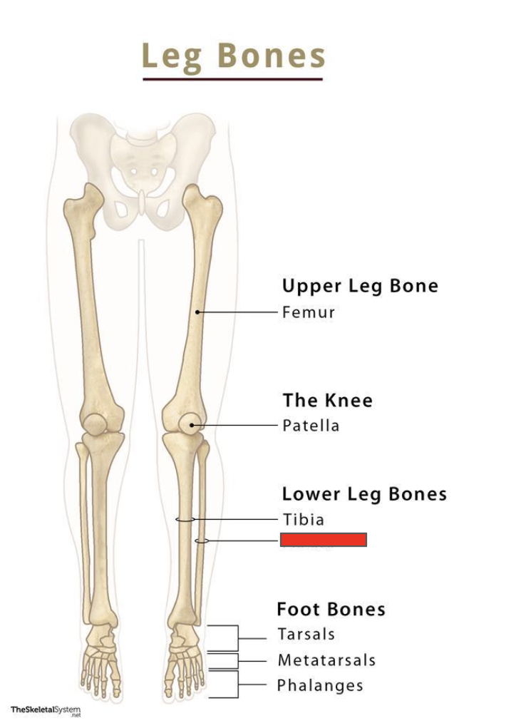 <p>Name the covered bone</p>