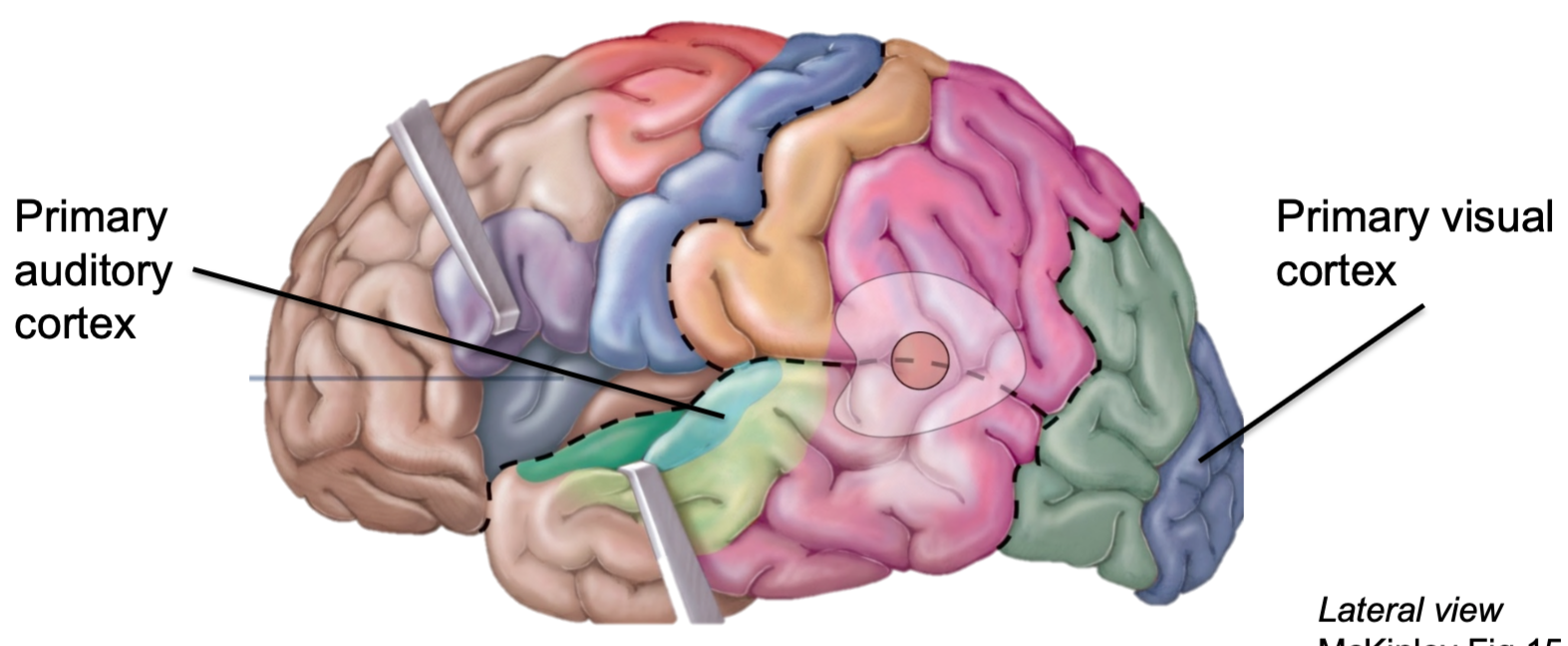 1. Posterior/medial occipital lobe
2. Receives visual info from retina of eye