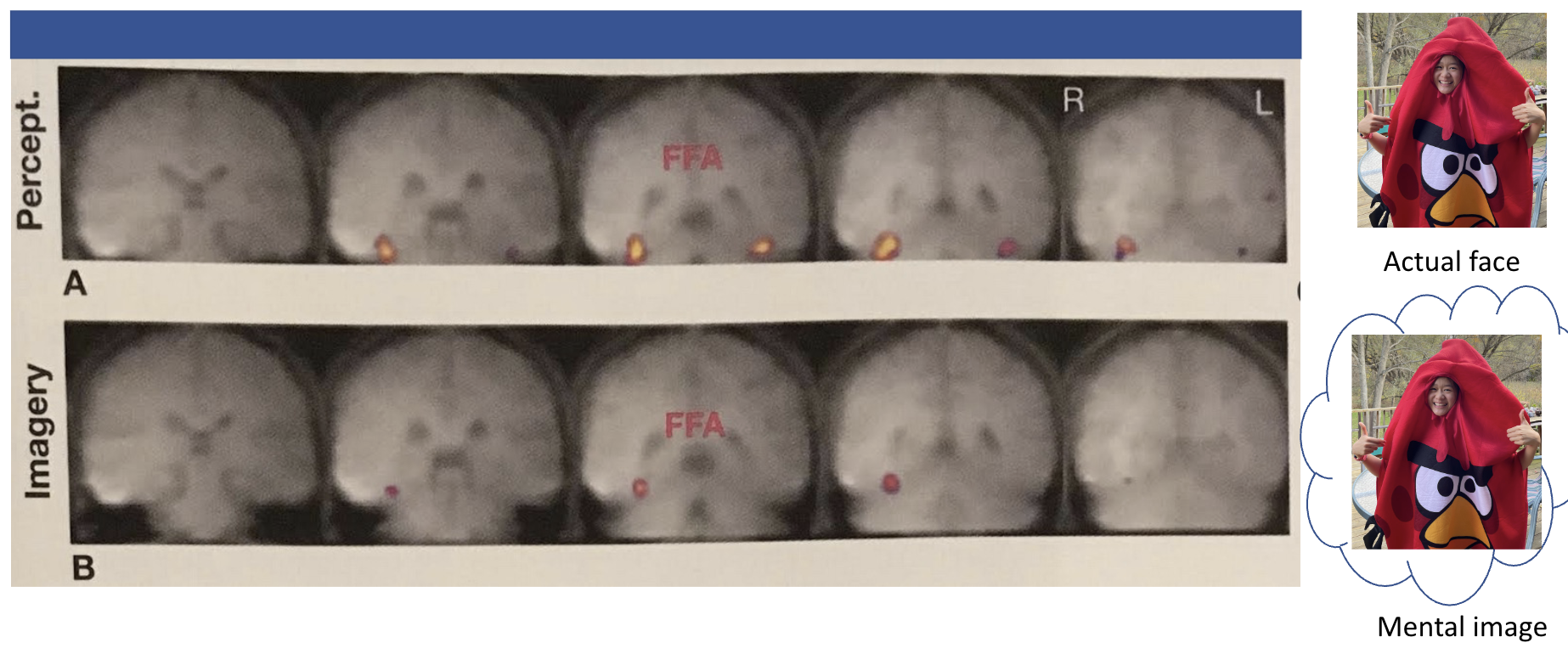 <p><span><span>mentally imaging an object is similar to actually perceiving it</span></span></p><ul><li><p>activation of fusiform face area (FFA) while seeing the actual face AND forming a mental image of it!!</p></li></ul><p></p>
