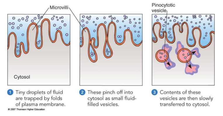 <p>Also called cell drinking, Dissolved materials enter cell</p>