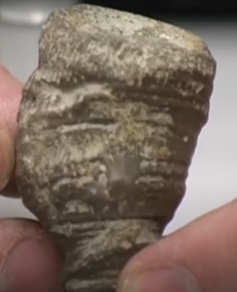 <p>What is this a fossil of?</p>