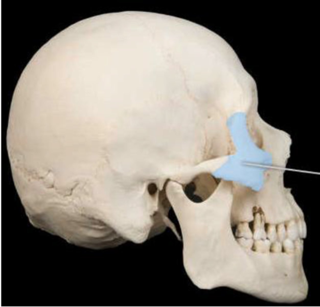knowt flashcard image