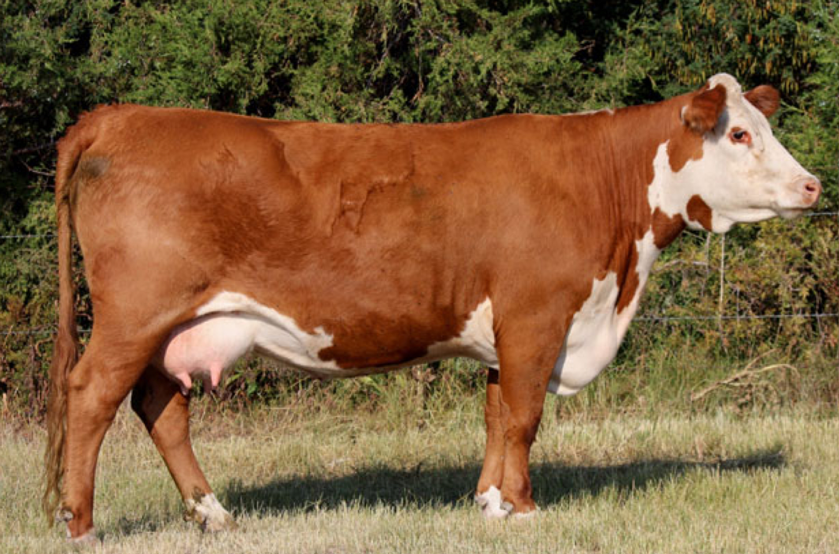 <p>What breed ?</p>