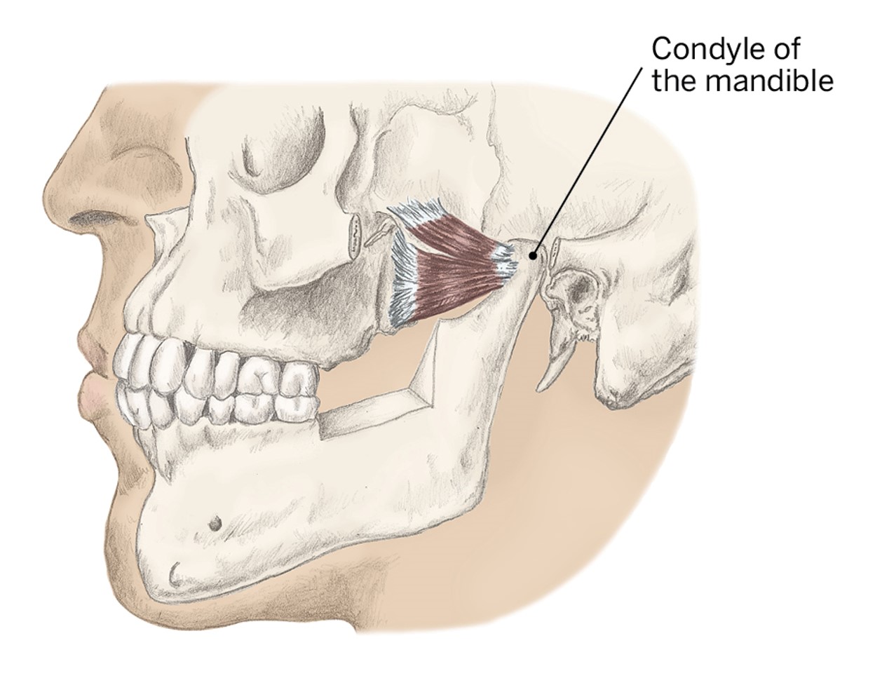 <p>O- None</p><p>I- None</p><p>A- Closes mouth</p>