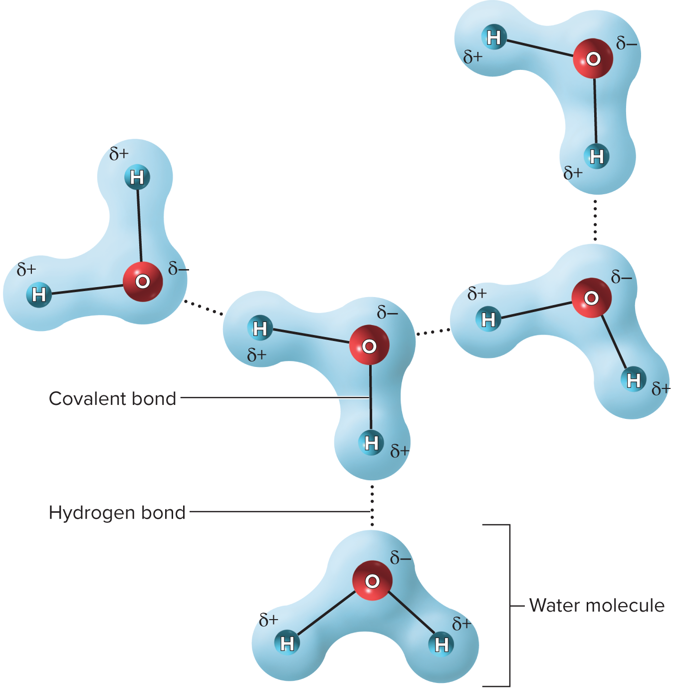 <p>covalent bond and hydrogen bonds is what does this</p>