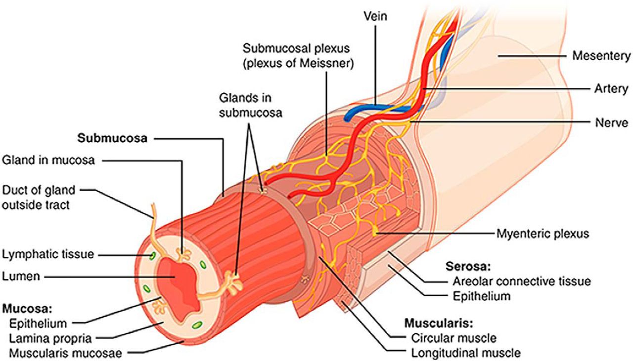 neuronal plexus in the wall of the intestines, which is part of the enteric nervous system