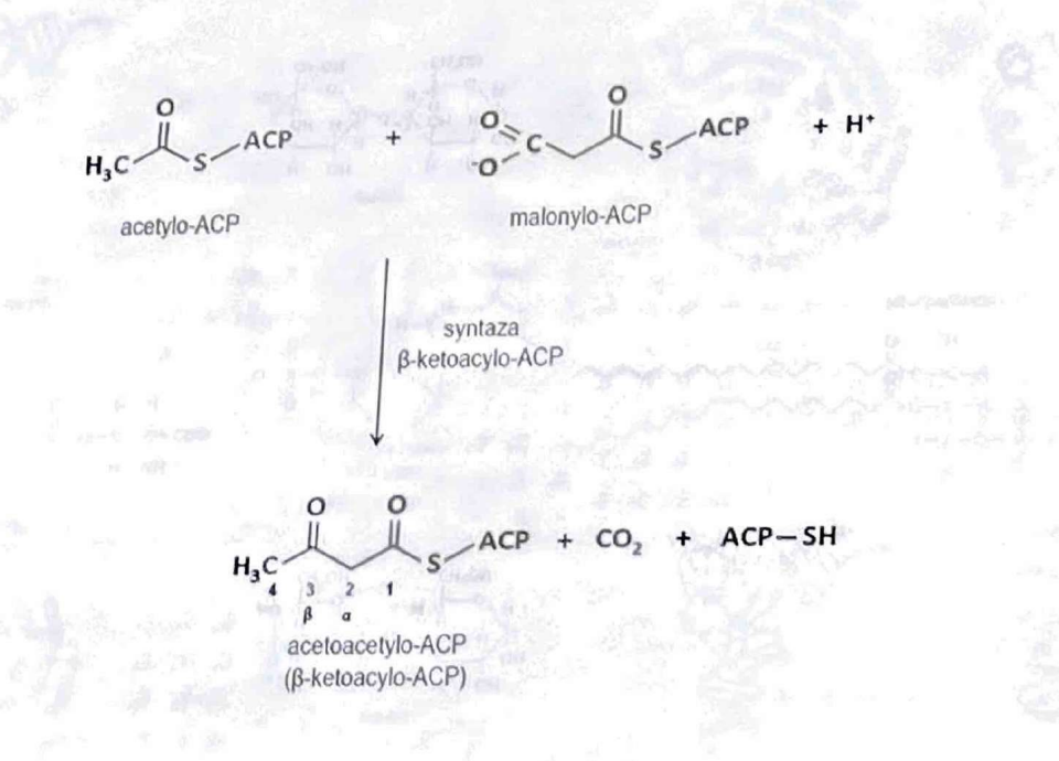 <p>acetylo-ACP i malonylo-ACP</p>