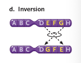 <p>reversing orientation of a segment of the chromosome</p>