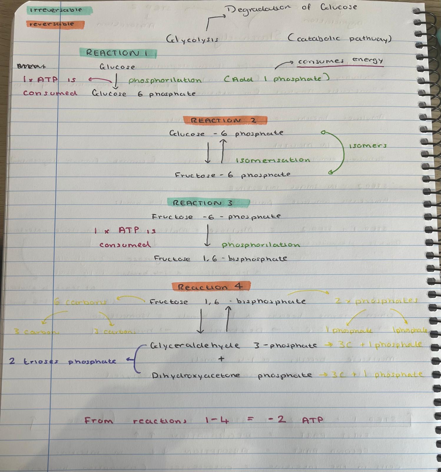 <p>1-4 glycolysis read again </p>