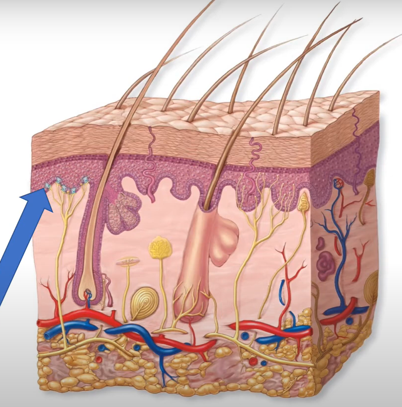 <p>-unencapsulated tactile receptor</p><p>-tonic</p><p>-light, sustained touch/texture</p>