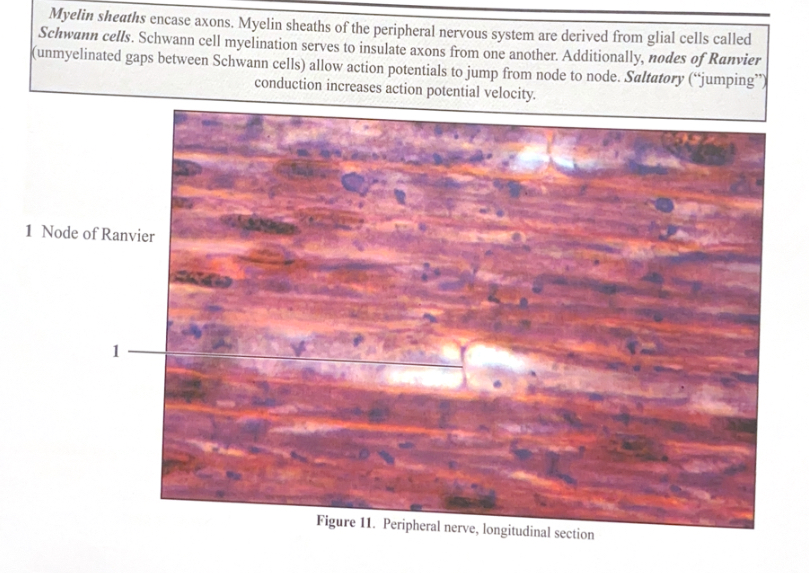<ol><li><p>Node of Ranvier&nbsp;</p></li></ol><p></p>