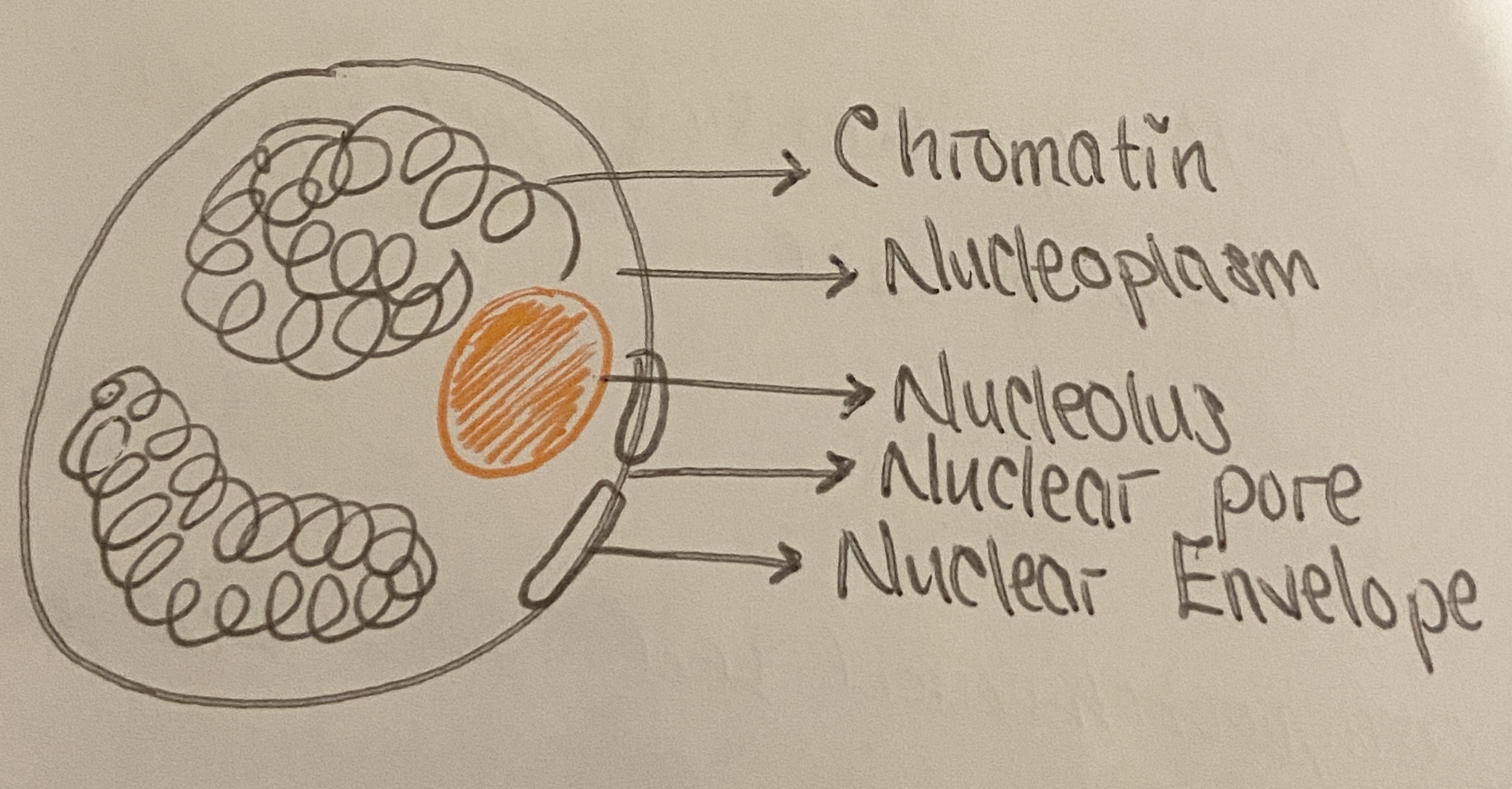 <p>Info-processing organelle of cell </p>