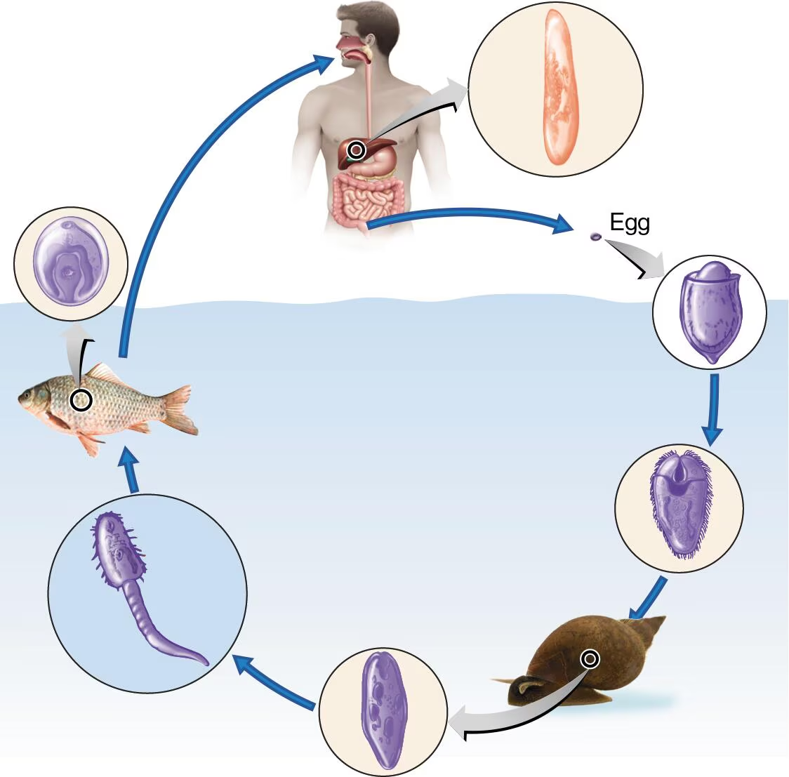 <p><strong>DRAW IT</strong> A generalized life cycle of the liver fluke <em>Clonorchis sinensis</em> is shown here. </p><ol><li><p>Label the fluke’s stages. </p></li><li><p>Identify the intermediate host(s). </p></li><li><p>Identify the definitive host(s). </p></li><li><p>To what phylum and class does this animal belong?</p></li></ol><p></p>