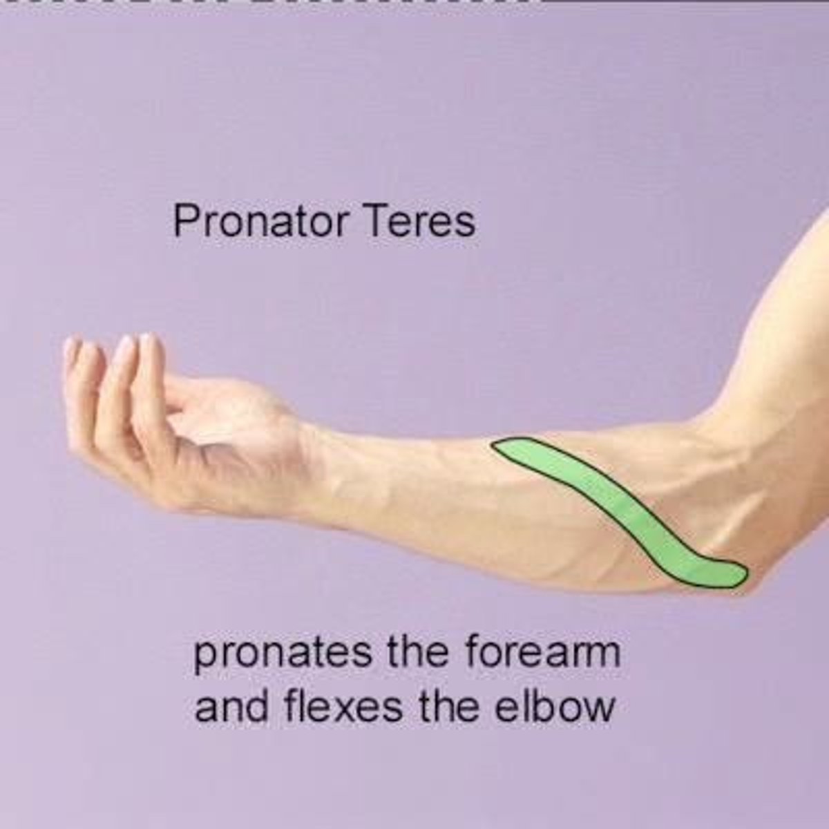 <p>Pronation of the forearm.</p>