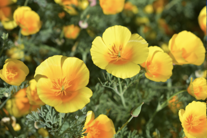 <p>California Poppy</p>