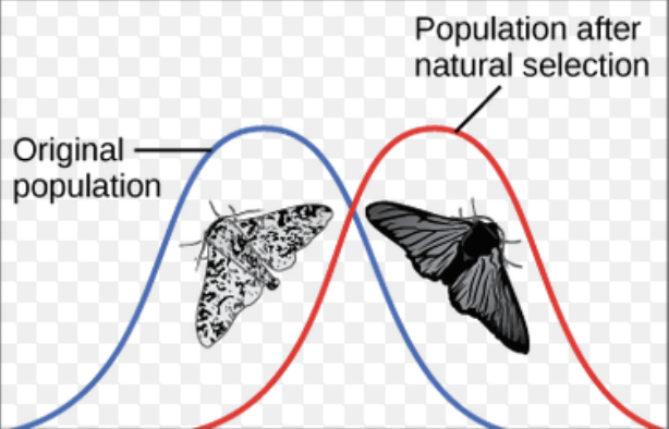 <p><span>Shifts frequency curve for a phenotypic character in one direction by favoring what had been rare individuals; common during periods of environmental change or when members of a population migrate to a new habitat with different environmental conditions</span></p>