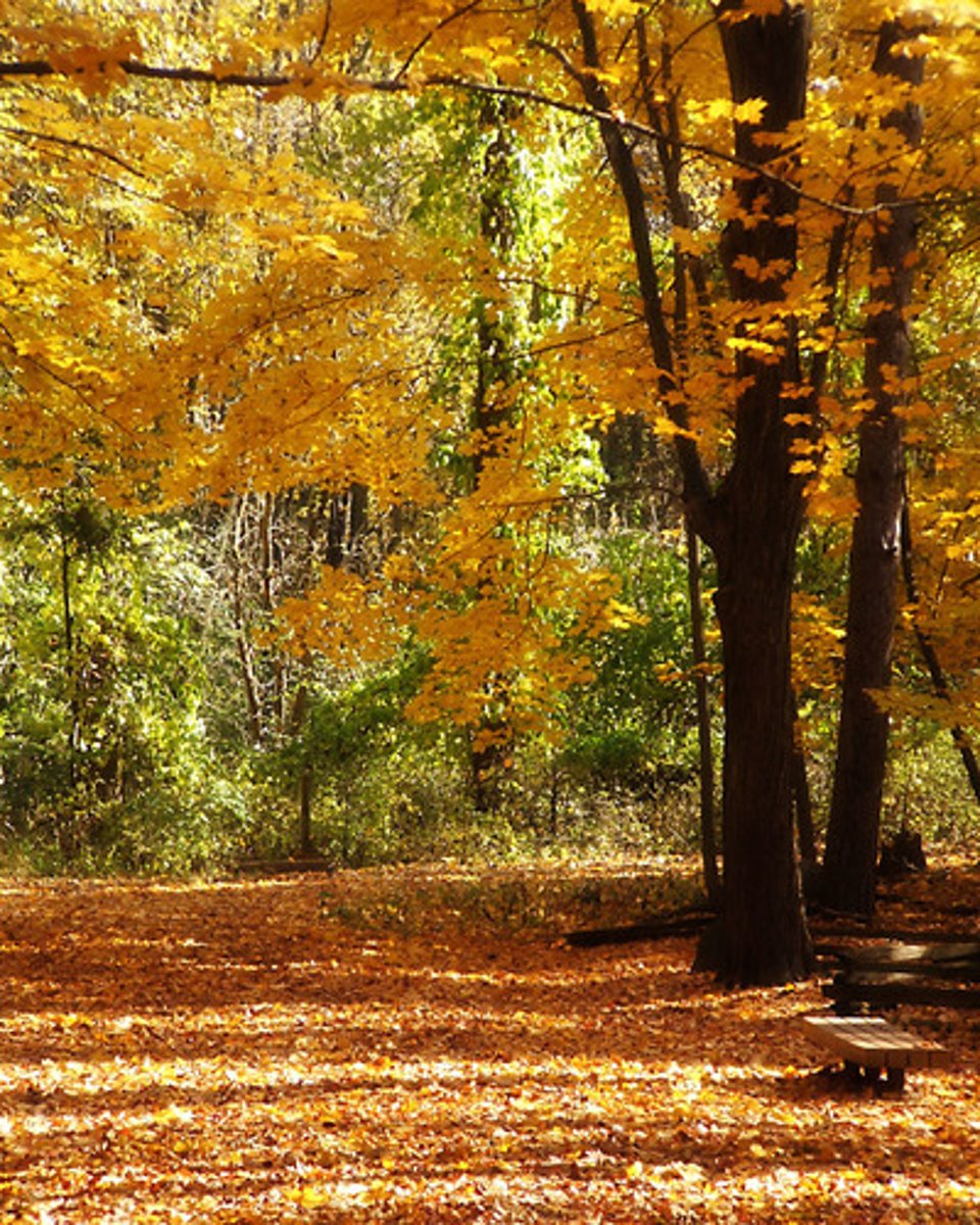 <p>/ˈrʌslɪŋ/ Tiếng xào xạc (the sound of light, dry things moving together)</p><p>Ex: As I walked through the forest, I could hear the rustling of leaves under my feet.</p><p>The rustling of papers in the library reminded me of the peacefulness of studying.</p><p>The rustling of the wind through the trees created a soothing and calming atmosphere.</p><p>The rustling of the curtains in the breeze added a touch of elegance to the room.</p>