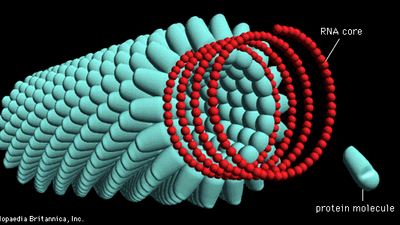 <p>Helical Viruses </p>