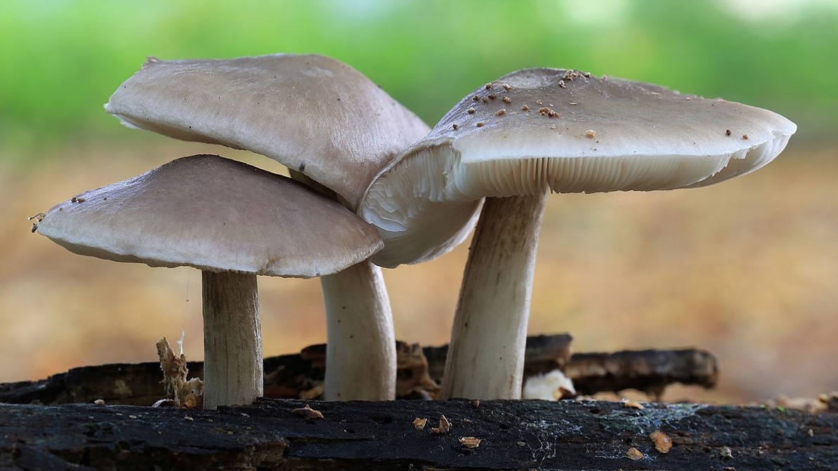 <p>What fungus is this? (Common name)</p>