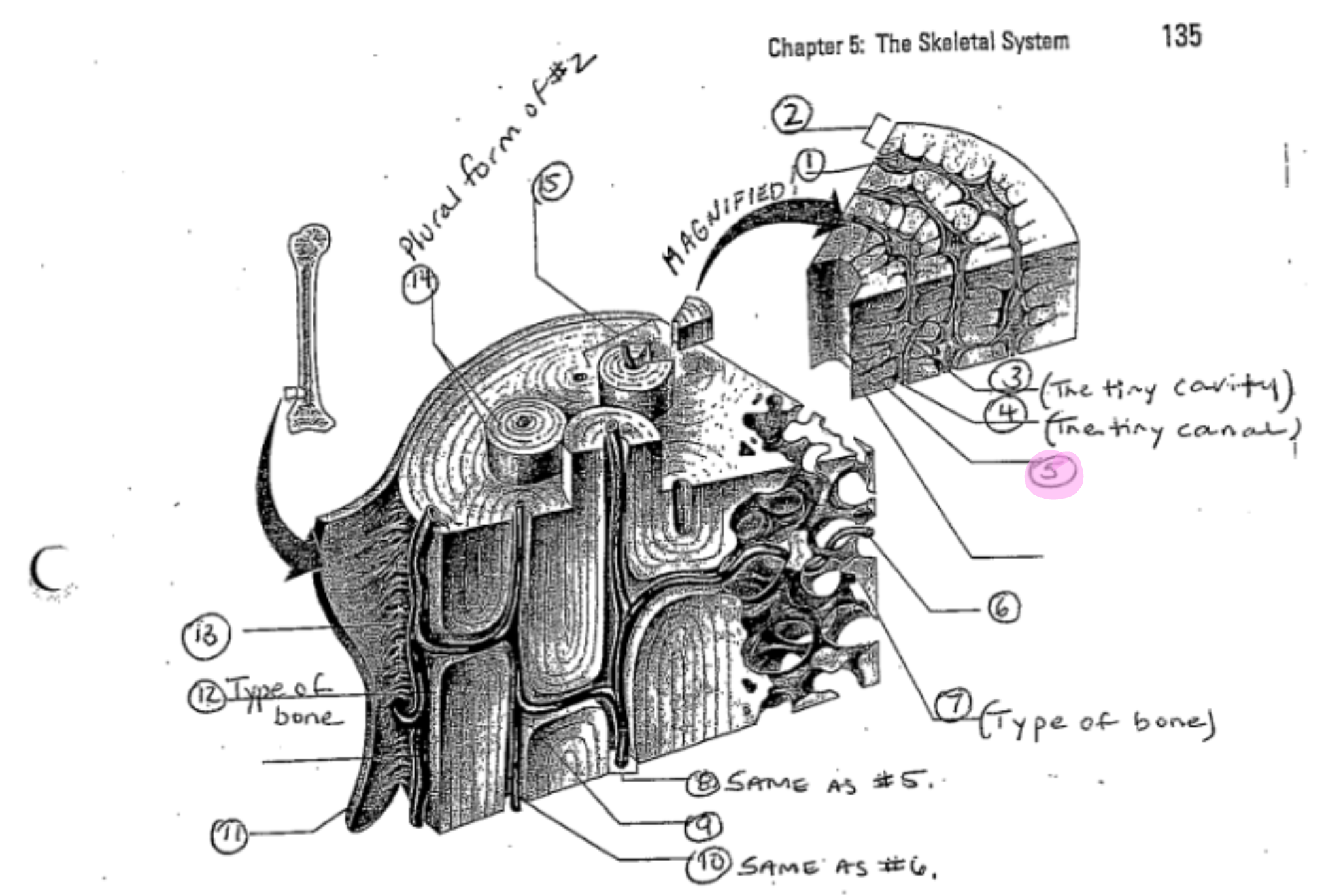 term image