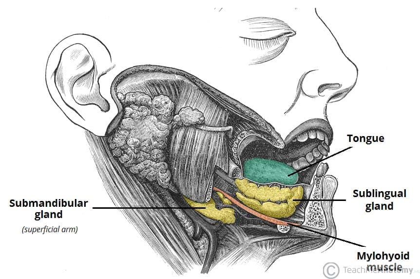 <p>Submandibular</p><p>—</p><p>Basal conditions describe the baseline secretion rate of saliva when there is no significant stimulation (e.g., from chewing or tasting food). This represents the minimal, continuous flow of saliva to maintain oral health and lubrication under normal circumstances.</p>