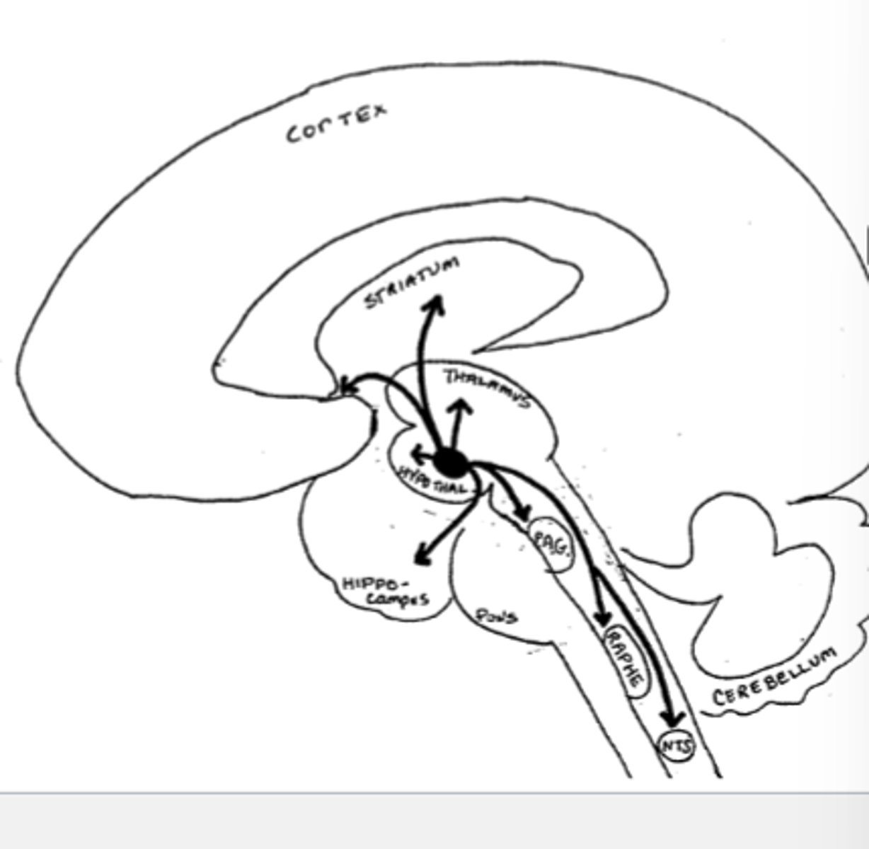 <p>-Hypothalamus (stress)</p><p>-Periaquetal grey, raphe nucleus (pain)</p><p>-Nucleus tractus solitarius (autonomic reflexes)</p><p>-Striatum (motor rigidity)</p><p>-Nucleus accumbens (euphoria, addiction)</p>