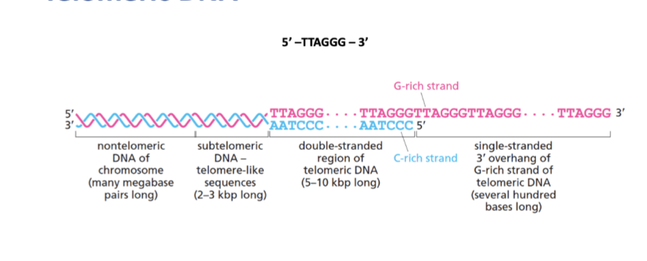 <ol><li><p>non telomeric DNA of chromosome (many megabase pairs long)</p></li><li><p>subtelomeric DNA- telomeric like sequences (2-3 kbp long)</p></li><li><p>double-stranded region of telomeric DNA (5-10 kbp long)</p></li><li><p>single stranded 3’ overhang of G rich strand of telomeric DNA (several hundred bases long)</p></li></ol><p></p>