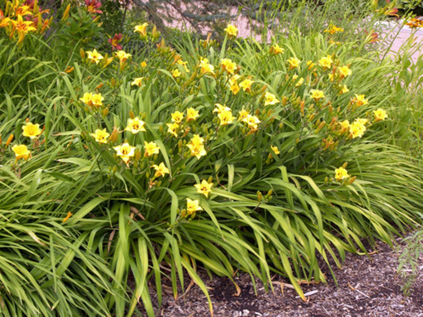 <p>Daylily</p>