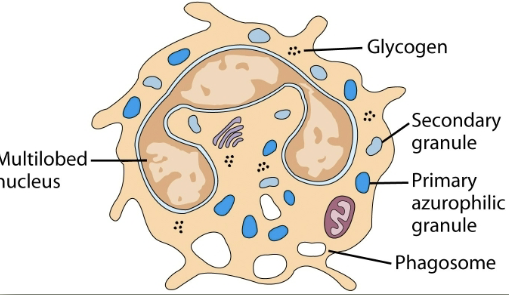 <p>granulocytic cell. 50-70% of circulating leukocytes. increased during infection. first to arrive at site of inflammation. kill microorganisms. makes hypochlorous acid (bleach) like other oxidizing agents. </p>