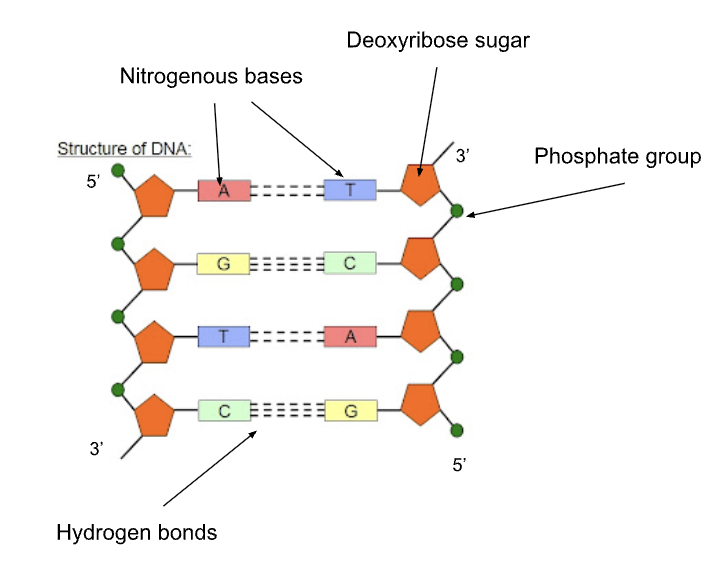<p>made up on smaller ones called nucleotides — made up of 3 parts:</p><ul><li><p>a phosphate group, pentose sugar (deoxy/ribose), a nitrogenous base (Adenine, Guanine, Cytosine, Thymine/Uracil)</p></li></ul><p></p>