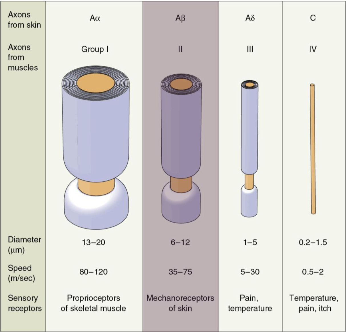 <p>All A’s are myelinated</p><ul><li><p>Larger + myelination = faster</p></li><li><p>Aα proprioceptors are faster than A<span><span>β </span></span>mechanoreceptors for quick reflexes</p></li></ul><p>C’s are NOT myelinated</p><ul><li><p>Smaller and slower</p></li></ul><p></p>