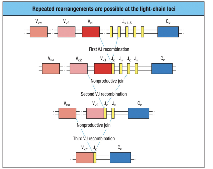 <p>In B cell development, if the initial <strong>V-J rearrangement</strong> of the light chain gene is nonproductive, the cell can attempt additional rearrangements to rescue the process.</p><ol><li><p><strong>First Nonproductive Join</strong>: If the first V-J recombination fails, another V segment can join with a different J segment, removing the out-of-frame join.</p></li><li><p><strong>Repeated Attempts</strong>: This process can occur up to 5 times on each chromosome, maximizing chances for a productive rearrangement.</p></li><li><p><strong>Switch to Lambda Chain</strong>: If all attempts at kappa chain rearrangement fail, the cell can switch to rearrange the <strong>lambda chain</strong>.</p></li></ol><p>This mechanism greatly enhances the likelihood of producing a functional light chain, ensuring successful B cell maturation.</p>