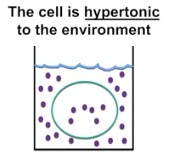 <p>Hypertonic</p>