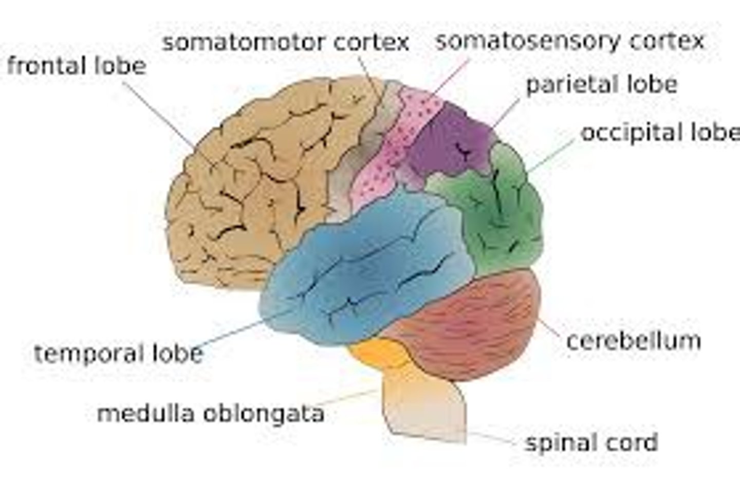 <p>area/strip at the front of the parietal lobes (where you'd wear headphones) that registers and processes body touch and movement sensations.</p>