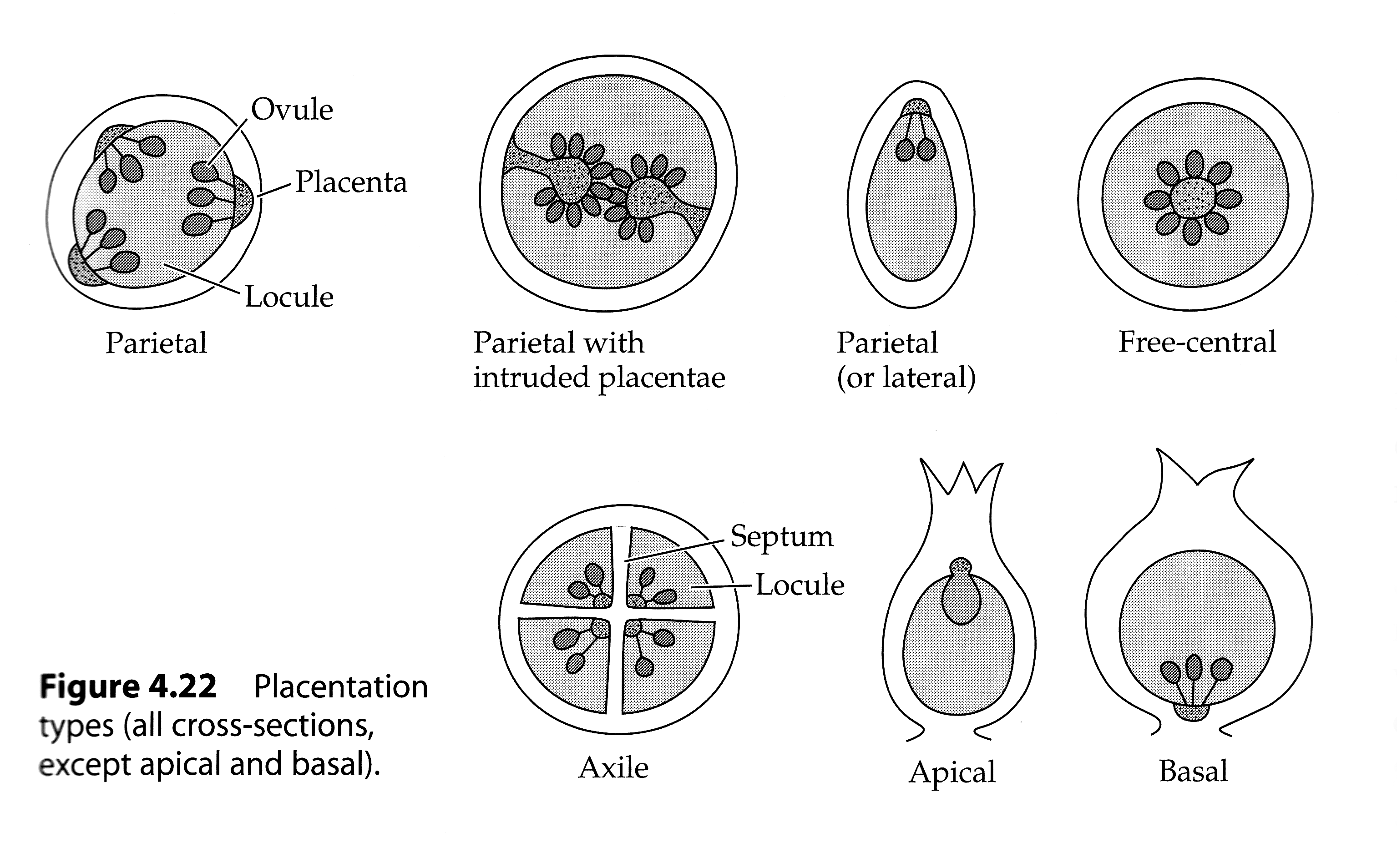 <p>Parietal, free control, axile, apical and basal</p>