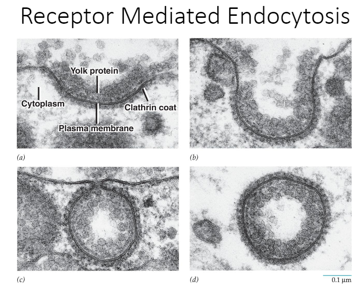 <p><u>Definition</u>: Brings about the uptake of specific extracellular macromolecules (ligands) following their binding to receptors on the external surface of the plasma membrane</p>