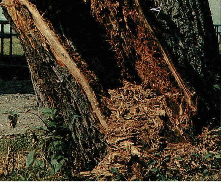 <p><span>Eggs, workers, and reproductives (king/queen) start by building a </span><strong><span>Primary Nest</span></strong><span>, usually in a tree with heartrot</span></p>