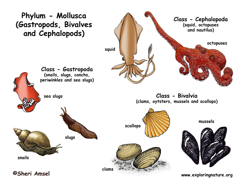 <p>Mollusca</p>