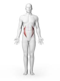 Action: bilateral - flexes spine and compresses abdominal wall; unilateral - ipsilateral lateral flexion and contralateral rotation of the spine