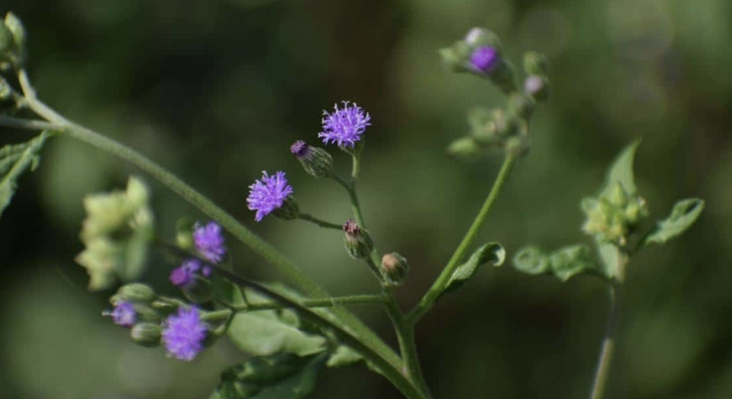 Flower 159