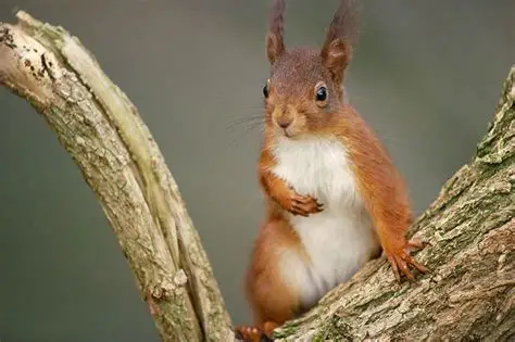 <p>Red squirrel</p>