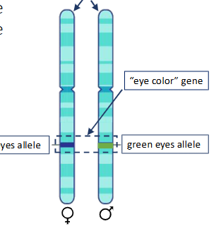 <p>Organism can inherit 2 different alleles for a gene. What the associated trait ends up looking like depends on which allele is dominant.</p>