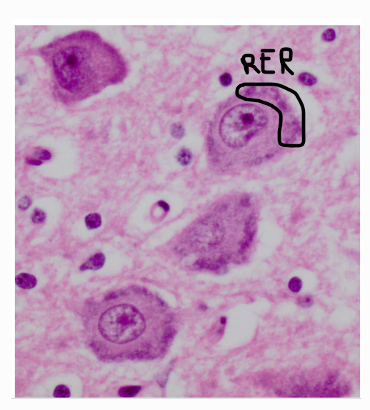 <ul><li><p>grootste cellen = neuronen</p></li><li><p>kleine cellen = gliacellen/ steuncellen</p></li></ul><p></p>