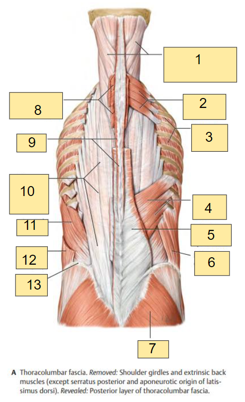 <p><strong><u>Fig. 3.5: Posterior View of Intrinsic Muscles of the Back</u></strong></p><p></p><ul><li><p>Thoracolumbar fascia</p></li><li><p>Removed: Shoulder girdles and extrinsic back muscles (except serratus posterior and aponeurotic origin of lats) </p></li></ul><p></p><p>What is labeled in <strong>box #7?</strong></p>