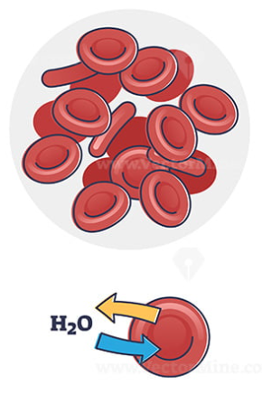 <p>no net water flow in or out the cell</p>